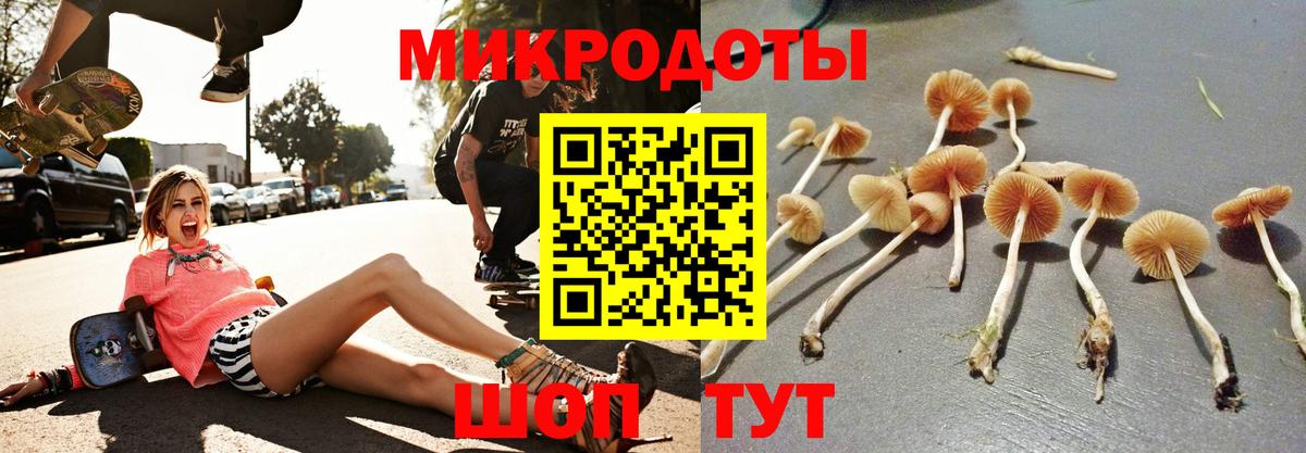 Псилоцибиновые грибы Psilocybe Мичуринск